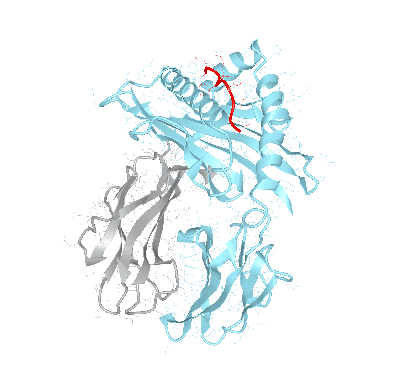 HLA–A*02:01