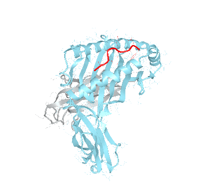 HLA–A*02:03