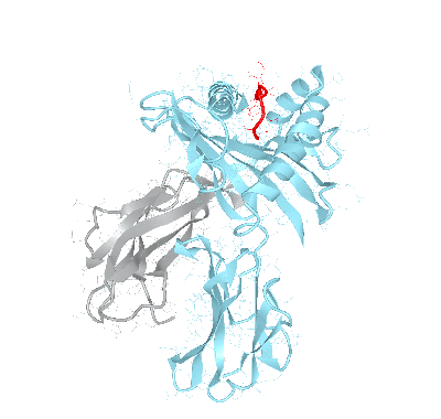 HLA–A*03:01