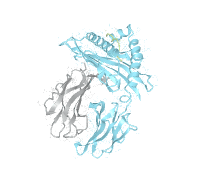 HLA–A*11:01bio