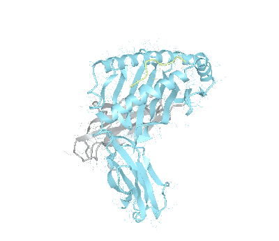 HLA–A*23:01bio