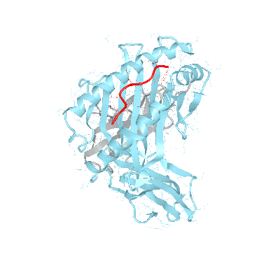 HLA–A*24:03bio