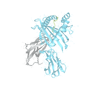 HLA–A*29:02bio