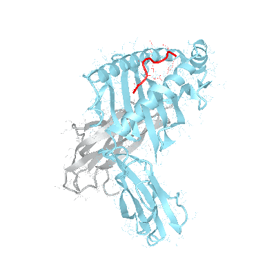 HLA–A*30:01bio