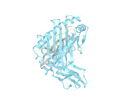 HLA–A*30:02bio