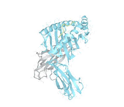 HLA–A*34:01bio