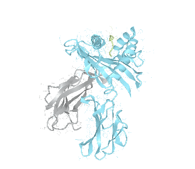 HLA–A*36:01bio