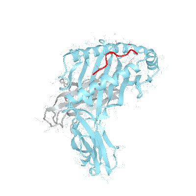 HLA–A*66:02bio