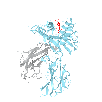 HLA–B*07:02bio