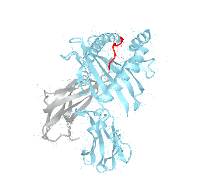 HLA–B*13:01bio