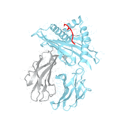 HLA–B*14:02bio