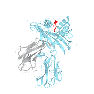 HLA–B*15:08bio