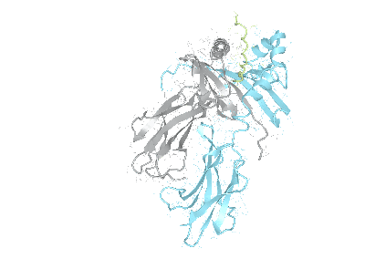 HLA–DPB1*04:01/DPA1*01:03