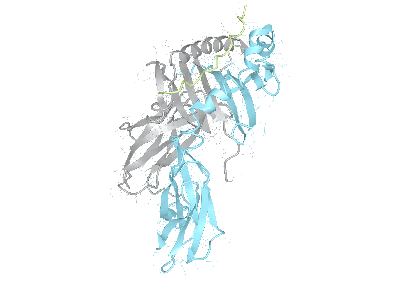 HLA–DPB1*05:01/DPA1*02:02