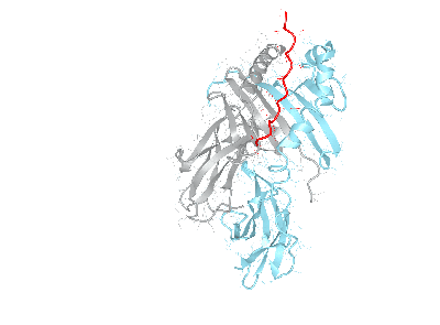 HLA–DQB1*06:02/DQA1*01:01