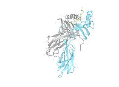 HLA–DQB1*02:01/DQA1*02:01bio