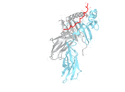 HLA–DQB1*02:02/DQA1*02:01bio