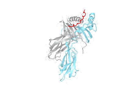 HLA–DRB1*08:01bio