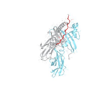 HLA–DRB1*15:03