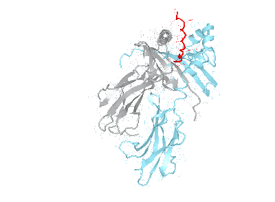 HLA–DRB3*02:02bio