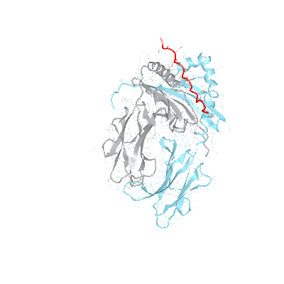 HLA–DRB4*01:01bio