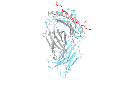 HLA–DRB5*01:01