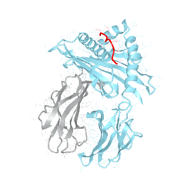 HLA–A*02:01bio