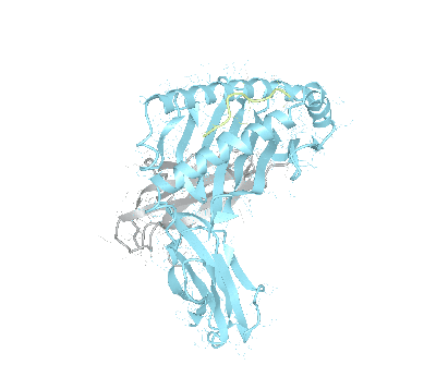 HLA–A*33:01bio
