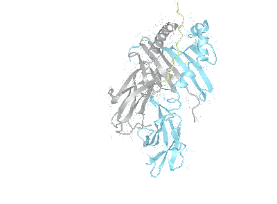 HLA–DRB3*03:01bio