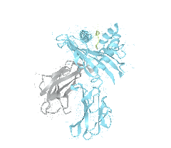 HLA–A*01:01bio