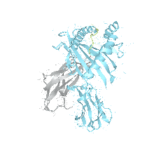 HLA–A*02:05