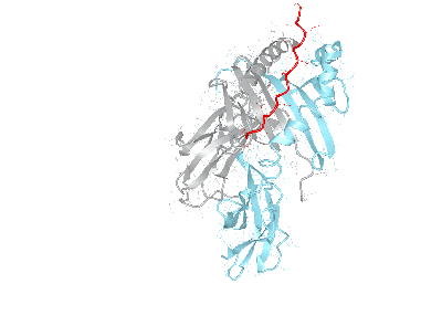 HLA–DRB1*03:01bio