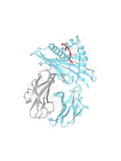 HLA–A*02:01