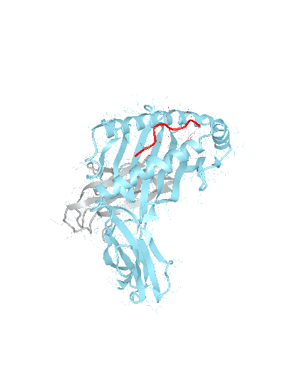 HLA–A*02:03