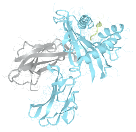 3D molecular structure of an HLA protein
