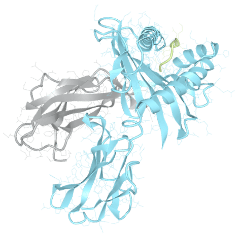 hla-3-d 3D molecular structure of an HLA protein