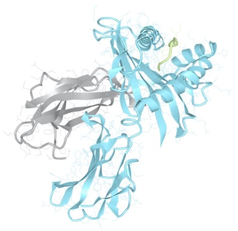 hla-3-d 3D molecular structure of an HLA protein