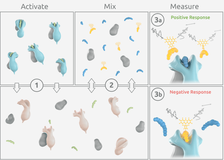 1-activate-4-t Fluorsence polarization binding assay