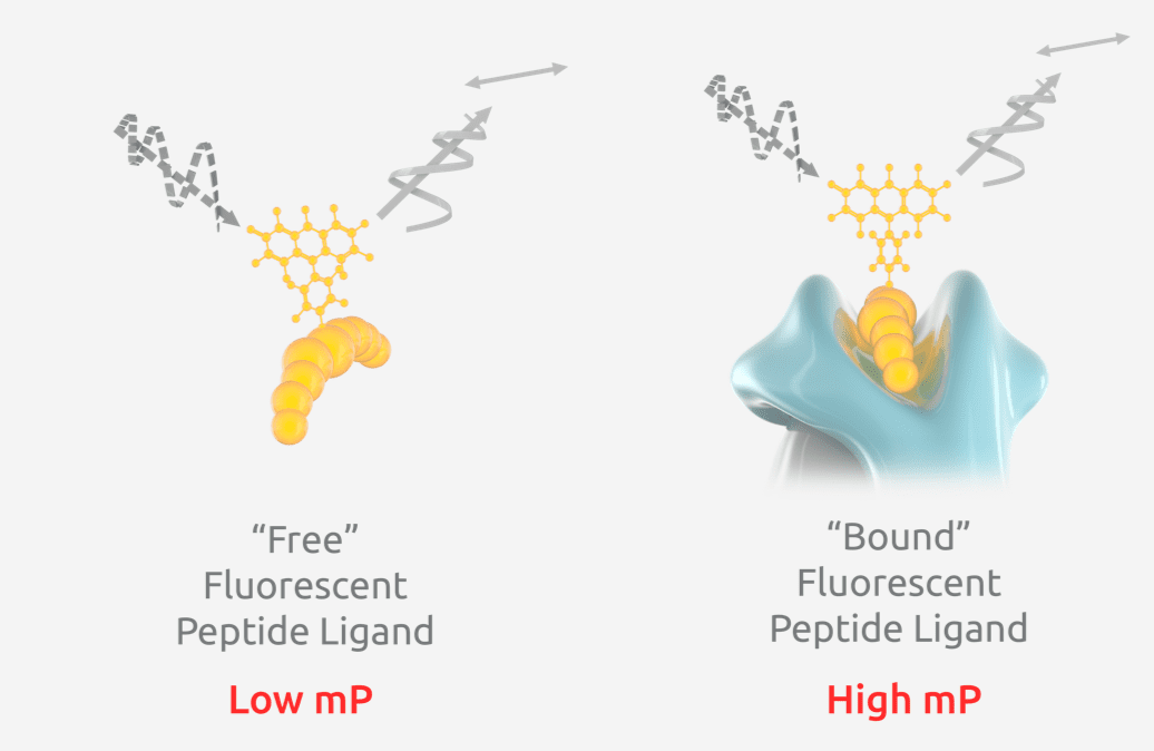 HLA Peptide Binding, Validation & Screening | Pure Protein, LLC