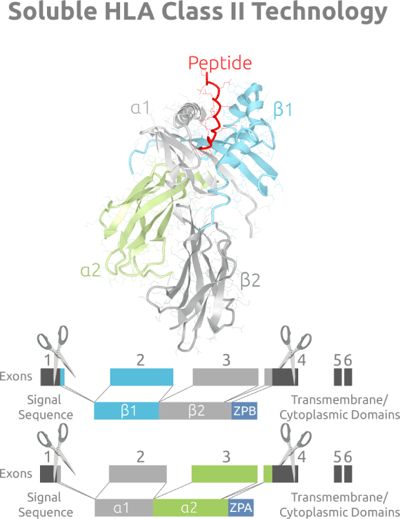 Molecular structure of soluble HLA class II proteins