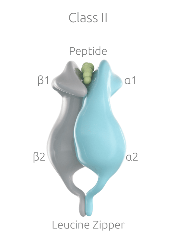 HLA Class II protein structure