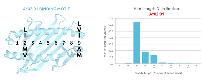HLA-A 02:01 binding motif and peptide length