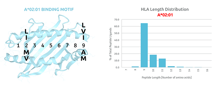 sHLA-Motif HLA-A 02:01 binding motif and peptide length