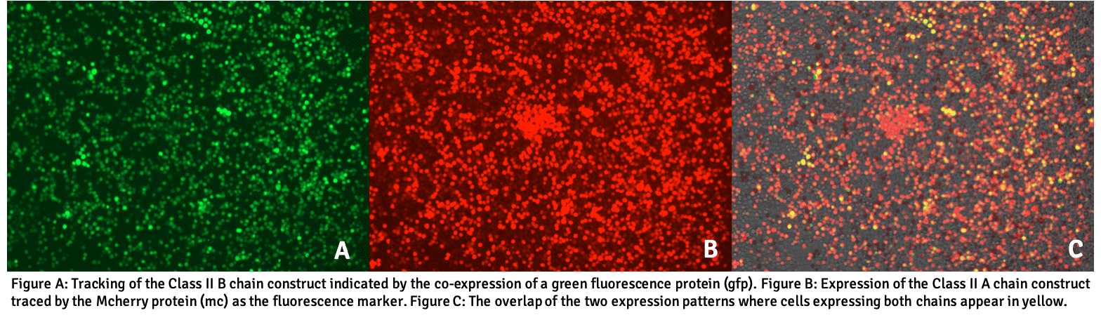 Cell-Lines-copy