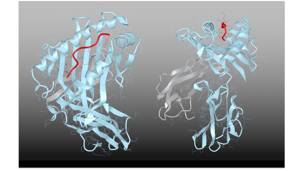 Image 3 - HLA Molecules