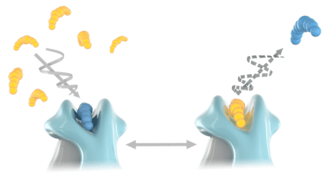 execution-of-peptide-exchange