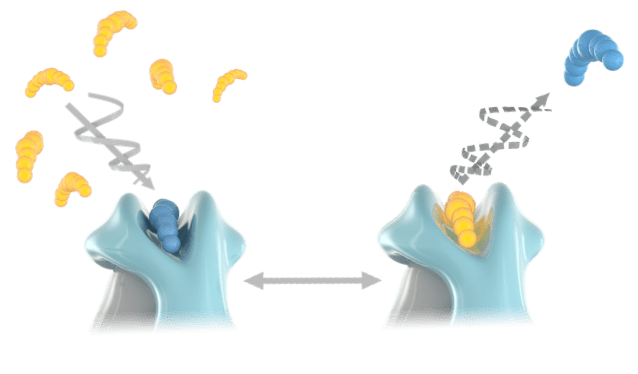 hla-peptide-target-reagents
